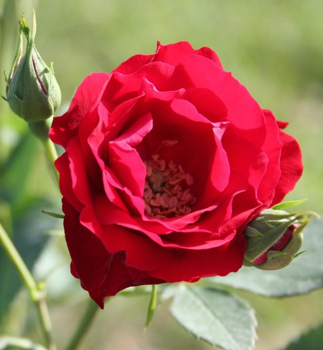 Produktbild Lubera Champlain (im grossen Container)