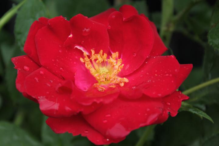 Produktbild Lubera Champlain (im grossen Container)