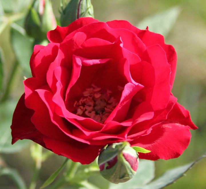 Produktbild Lubera Champlain (im grossen Container)