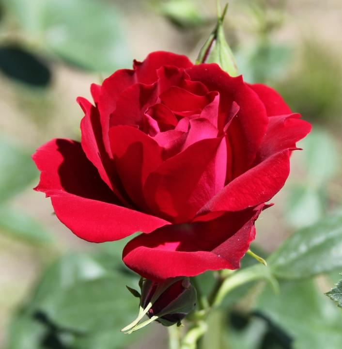 Produktbild Lubera Champlain (im grossen Container)