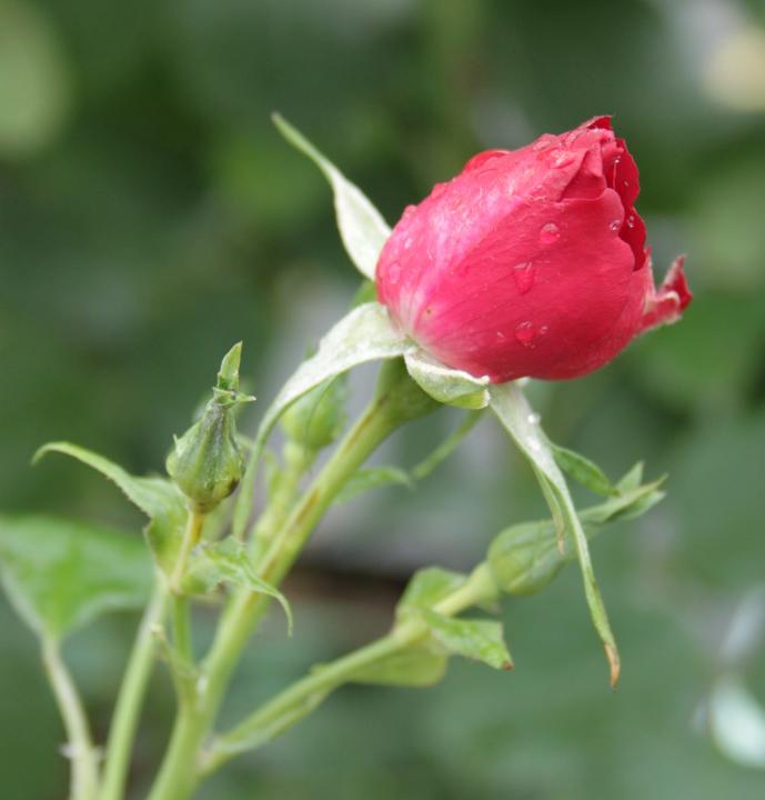 Produktbild Lubera Champlain (im grossen Container)