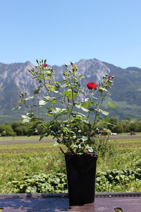 Produktbild Lubera Champlain (im grossen Container)