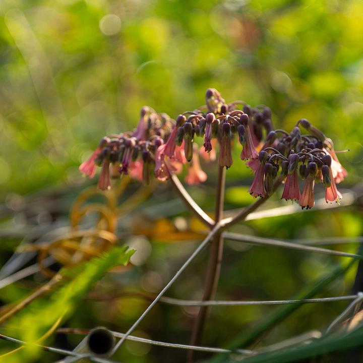 Produktbild Viltrox Auto Focus, Sony E mount, 50mm F2.0 (Sony E, Vollformat)