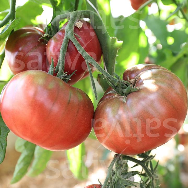 Immagine prodotto Sativa Principe nero (Solanum lycopersicum) (Bomba da seme)