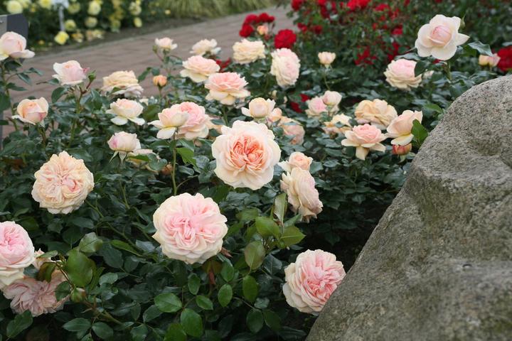 Lubera Eliza (dans le grand conteneur)