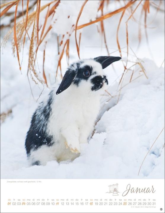 Produktbild Kaninchenkinder Posterkalender 2026 (34 x 44 cm, Harter Einband, Deutsch)