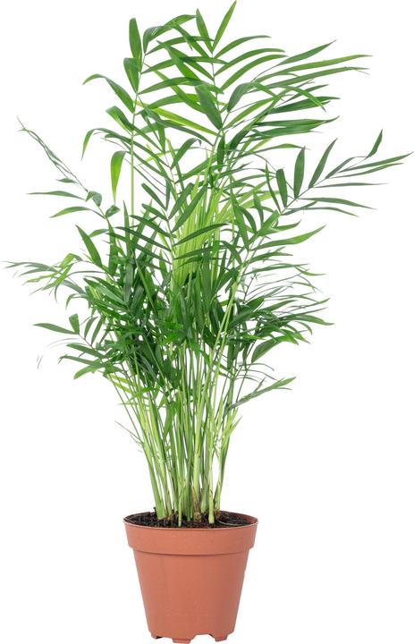 Immagine prodotto Flowerbox Palma di montagna - Chamaedorea elegans (35 cm)