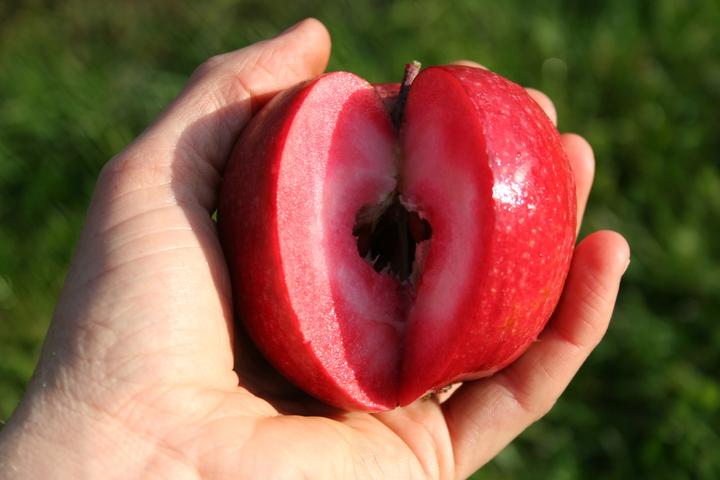 Lubera Redlove® Odysso