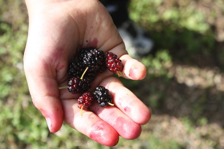 Produktbild Lubera Maulbeere Zickzack