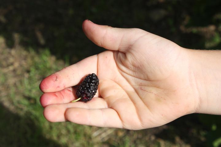 Produktbild Lubera Maulbeere Zickzack