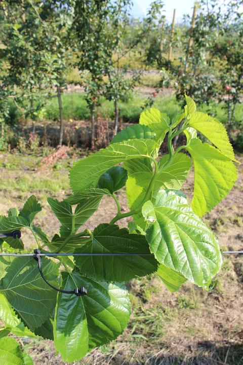 Produktbild Lubera Maulbeere Zickzack