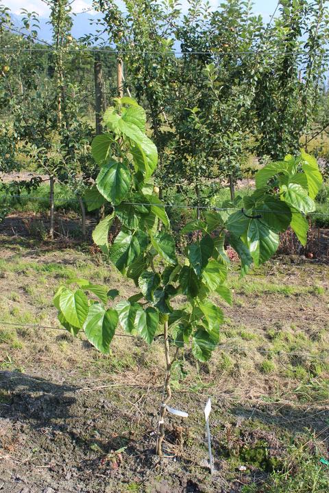 Produktbild Lubera Maulbeere Zickzack