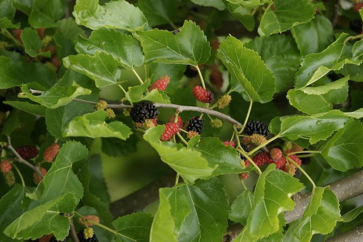 Produktbild Lubera Maulbeere Zickzack