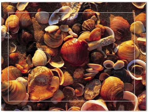 Produktbild Baback Haschemi Doppelkarten-Böxli 104 MUSCHELN (1 Stk.)