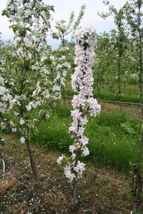Produktbild Lubera Säulenapfel Malini Equilibro