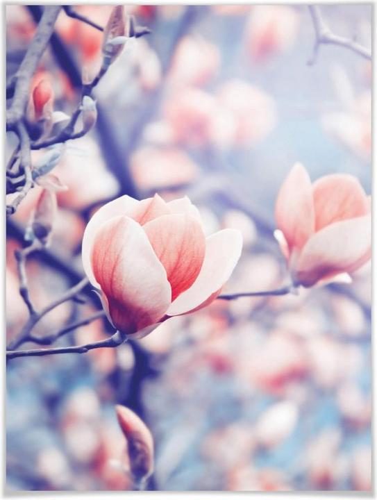 Image du produit Trenddeko Bourgeon de magnolia (40 x 50 cm)