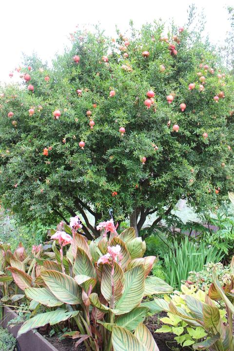 Produktbild Lubera Granatapfel Favorite