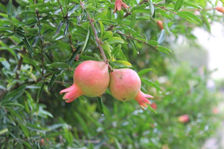 Produktbild Lubera Granatapfel Favorite