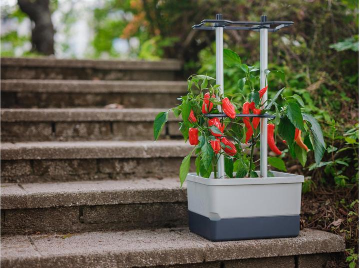 Produktbild Gusta Garden Charly Chili (35.35 cm)