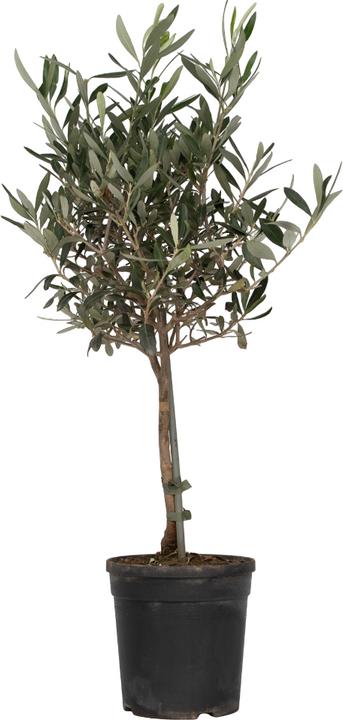 Produktbild Plant in a Box Olea Europaea - Olivenbaum (60 cm)