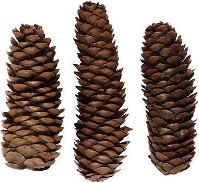 Creativ Company Pine Cone