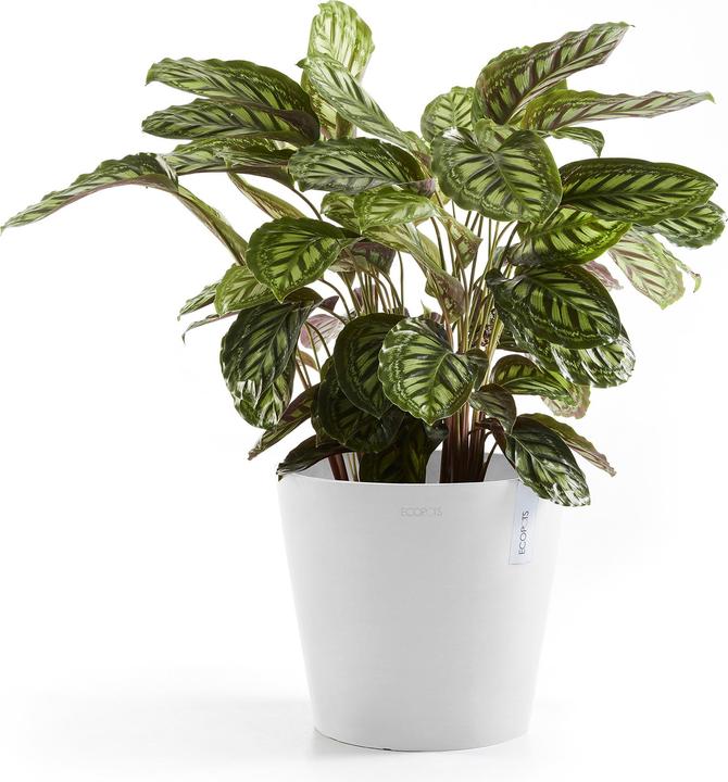 Produktbild Ecopots Amsterdam (40 cm)