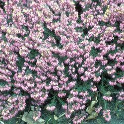 Lubera Bruyère, bruyère des neiges en fleurs, bruyère d'hiver en fleurs
