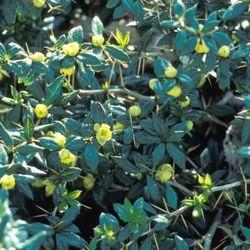 Produktbild Lubera Berberitze, Spitzbeere, Warzen-Berberitze
