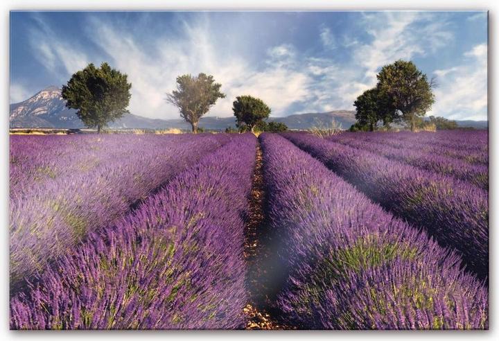 Produktbild Trenddeko Lavendelfeld (60 x 40 cm)