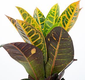 Image du produit Flowerbox Arbuste miracle "Petra" - Codiaeum Petra (20 cm)