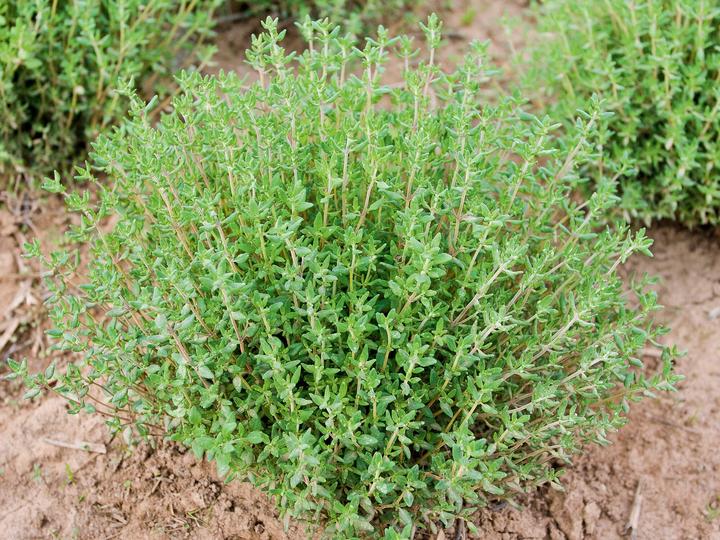 Actual product image Living Seeds Thymian (Seedlings)