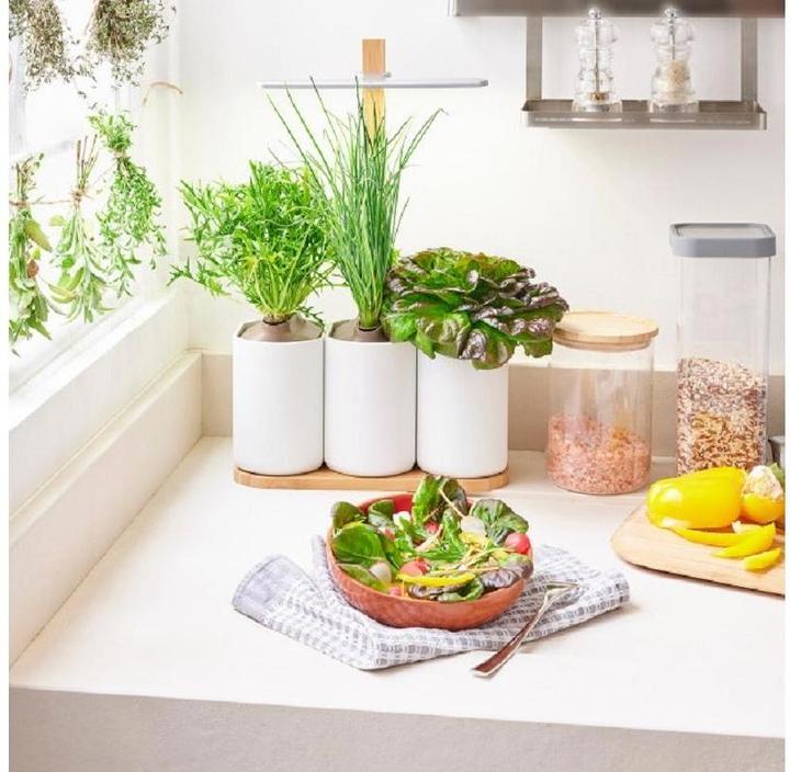 Produktbild Prêt à Pousser Lilo