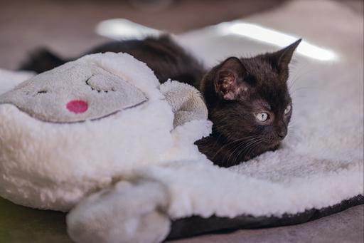 Immagine prodotto Beeztees Lama Casto (Gatto)