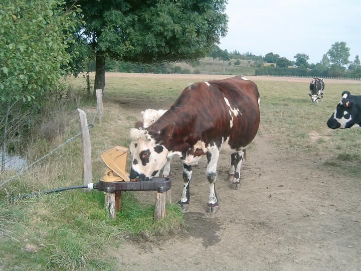 Actual product image Magni Kerbl Aquamat II pasture pump for dairy cows
