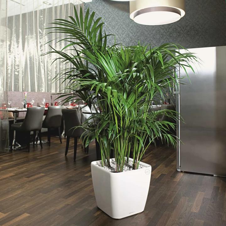 Produktbild Lechuza Quadro LS (35.50 cm)