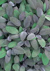 Image du produit Lubera Sauge pourpre (Salvia officinalis)
