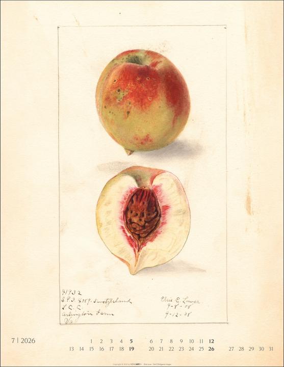 Produktbild Alte Sorten Kalender 2026 (34 x 44 cm, Harter Einband, Deutsch)