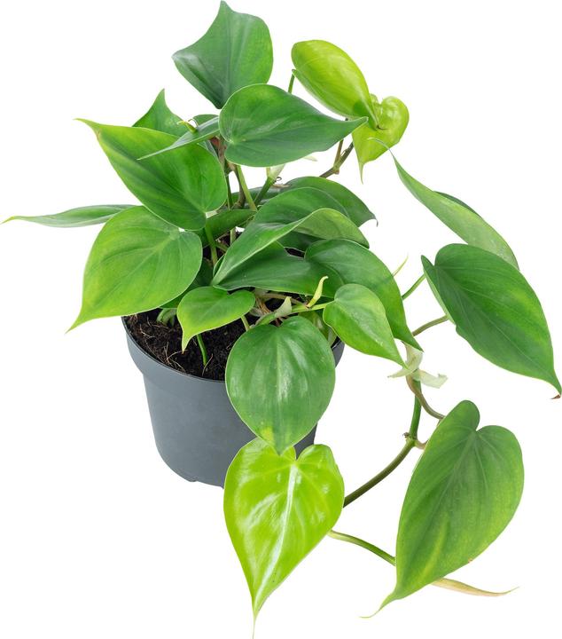 Produktbild Flowerbox Baumfreund - Philodendron scandens (20 cm)