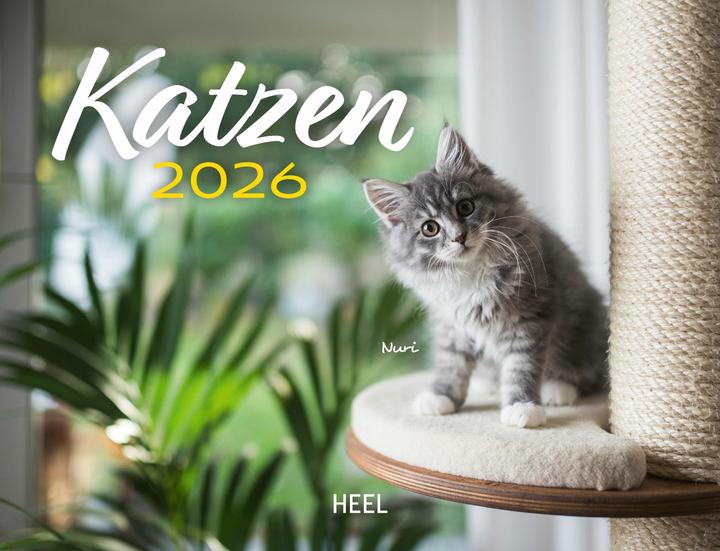 Actual product image Kalender Katzen 2026 Eintragkalender (Hardcover, German)