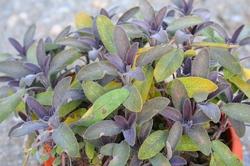 Image du produit Lubera Sauge pourpre (Salvia officinalis)