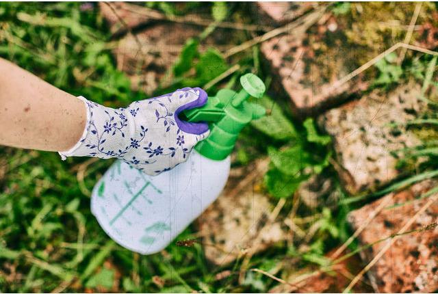 Produktbild Gebol Gartenhandschuh Flower lila 6 (6)