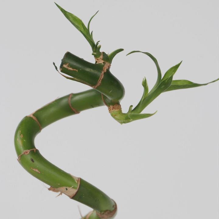 Produktbild Plant in a Box Dracaena sanderiana - 12er Set Glücksbambus (40 cm)
