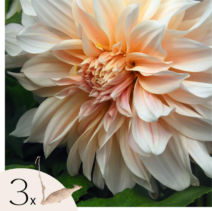 Image du produit Plant in a Box Dahlia Café au Lait - Dahlia (10 cm)