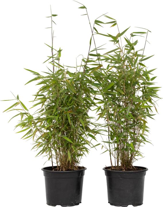 Immagine prodotto Plant in a Box Fargesia nitida 'Red Dragon' - Set di 2 bambù Red Dragon (60 cm)