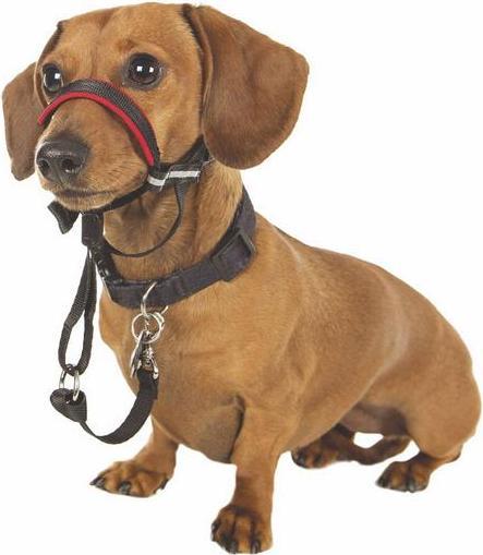 Actual product image Company of Animals Halti Optifit Kopfgeschirr (S, Dog)