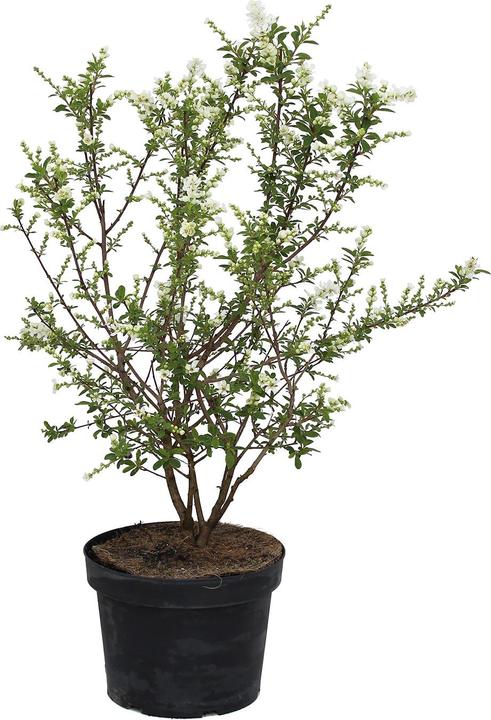 Produktbild Zulauf Prunkspiere / Exochorda racemosa 'Niagara' (80 cm)