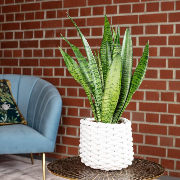 Actual product image Flowerbox Curved hemp - Sansevieria zeylanica (45 cm)