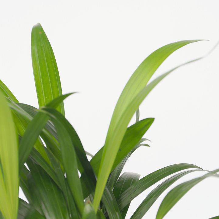 Immagine prodotto Plant in a Box Dypsis lutescens, Chamaedorea elegans - Mix di 4 mini palme da interno (25 cm)