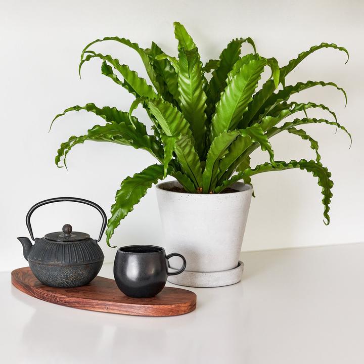 Immagine prodotto Mary and Plants Felce a nido d'uccello con vaso HAY grigio chiaro (55 cm)