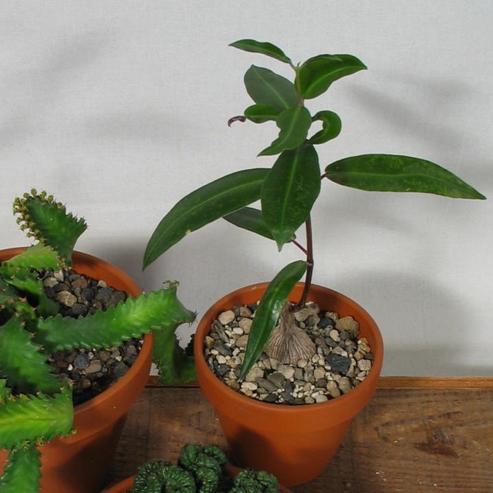 Produktbild Kakteen Gautschi Sukkulenten-Raritäten (20 cm)